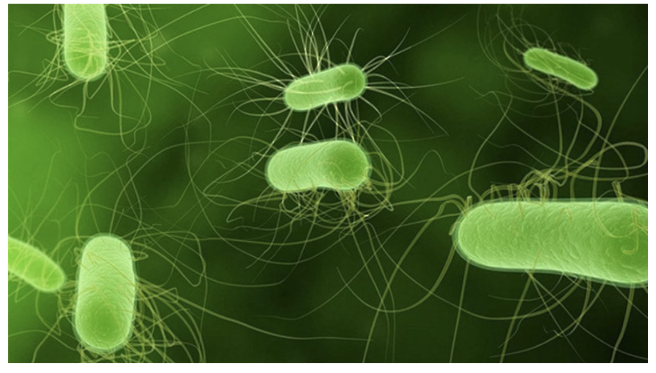 How Do I know If I Have Parasites - Sunshine Holistic Health