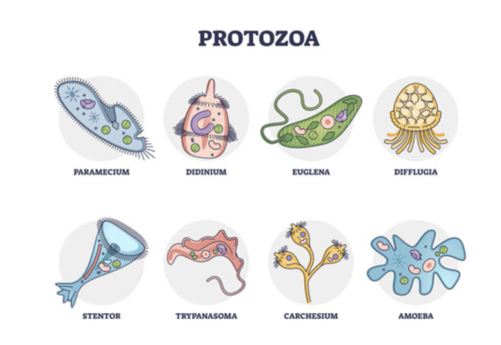 Protozoa Parasites - Sunshine Holistic Health